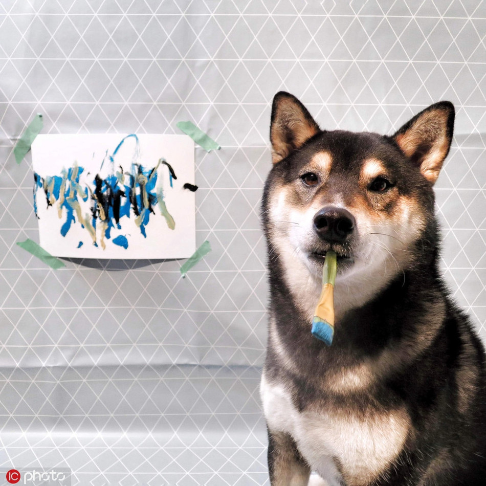 Có tài lại có sắc, không chỉ thông minh còn biết vẽ tranh kiếm tiền, Hunter có thể nói là một con chó cưng vô cùng ưu tú.