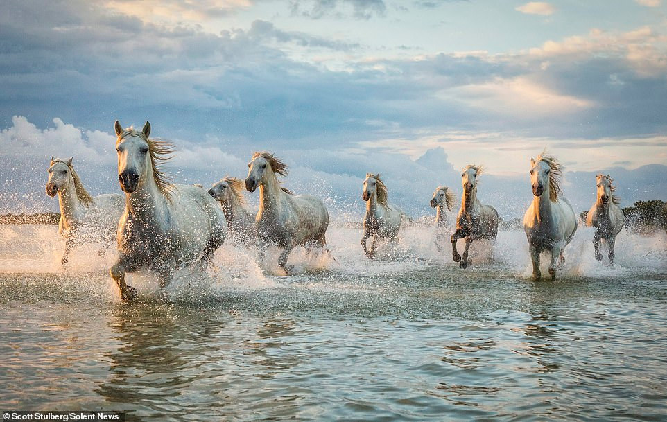 Khoanh khac ngua hoang phi nuoc dai dep nhu ma thuat