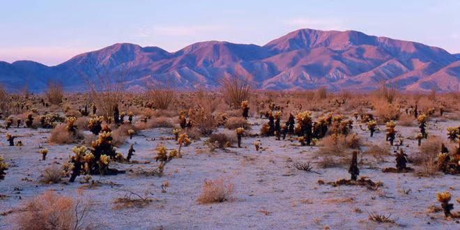 Vừa qua, khi mà lượng mưa đột ngột tăng, thời tiết ít lạnh hơn, cây cỏ ở Anza-Borrego đồng loạt phát triển, nở hoa rực rỡ, tạo nên hiện tượng siêu bung nở, khiến nhiều người không khỏi ngạc nhiên, thích thú.