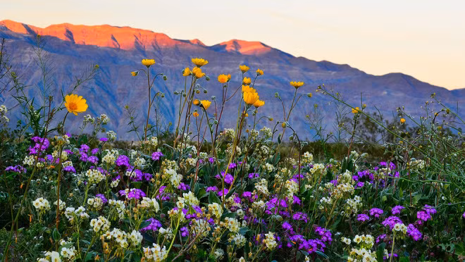 Những bông hoa tận lực khoe sắc, khoe hương khi có cơ hội.