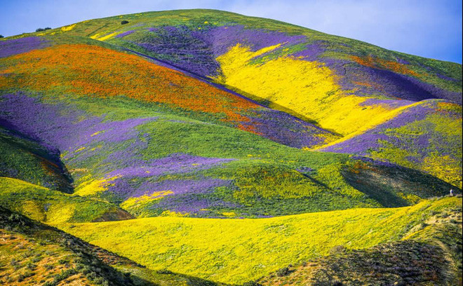 Trong những bức ảnh này có thể thấy, hoang mạc Anza-Borrego đã hoàn toàn rũ bỏ vẻ cằn cỗi, trơ trọi, khoác lên mình tấm áo vô cùng bắt mắt với đủ các loại sắc màu tuyệt đẹp.