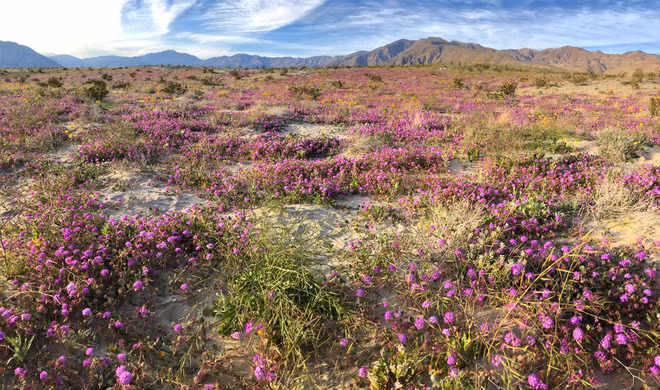 Giống như mọi hoang mạc khác, Anza-Borrego có nhiệt độ nóng lạnh thất thường, chênh lệch giữa đêm và ngày cực cao.