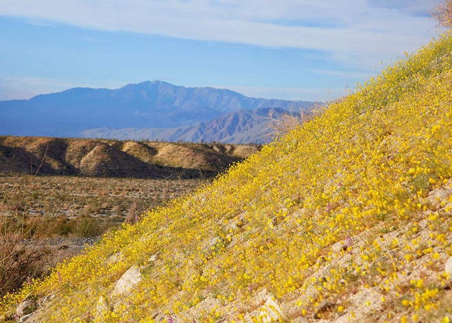 Vào mùa đông, Anza-Borrego sẽ có tuyết rơi nhưng đến khi xuân sang, nhiệt độ ấm lên, băng tan, nước ngấm xuống đất, thảm thực vật ở hoang mạc Anza-Borrego sẽ đâm chồi, biến nơi đây thành một thiên đường hoa tuyệt đẹp. Hiện tượng sa mạc nở hoa xuất hiện.