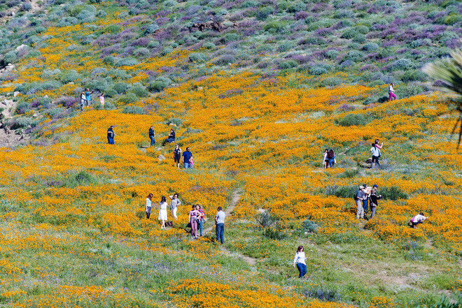 Rất nhiều du khách đã tới Anza-Borrego để có thể tận chứng kiến hiện tượng sa mạc nở hoa tuyệt đẹp này.