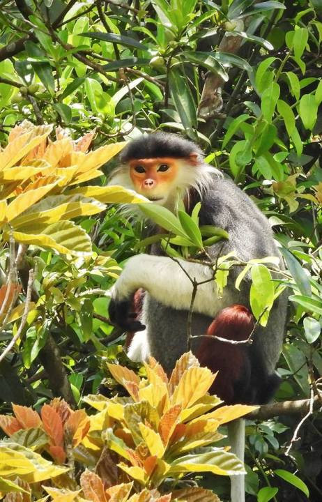 Ngam nhung chu Vooc cha va chan nau hiem thay tai Vuon quoc gia Bach Ma-Hinh-12