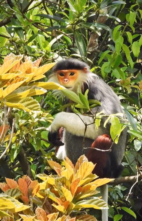 Ngam nhung chu Vooc cha va chan nau hiem thay tai Vuon quoc gia Bach Ma-Hinh-12