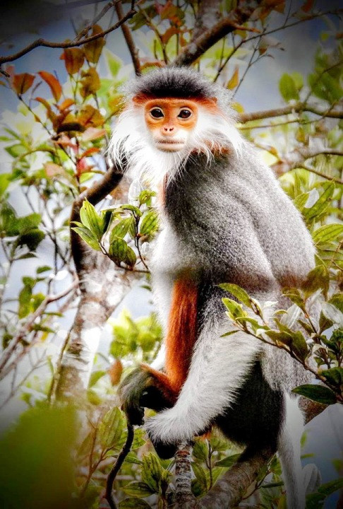 Ngam nhung chu Vooc cha va chan nau hiem thay tai Vuon quoc gia Bach Ma-Hinh-8