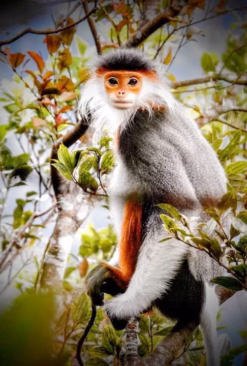 Ngam nhung chu Vooc cha va chan nau hiem thay tai Vuon quoc gia Bach Ma-Hinh-8