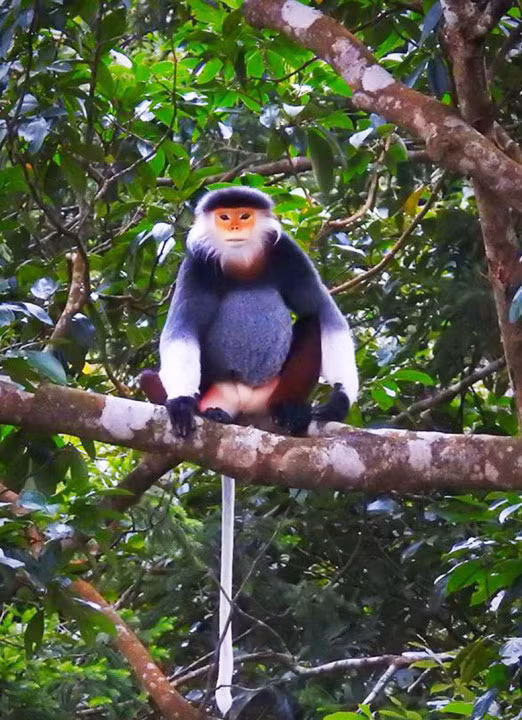 Ngam nhung chu Vooc cha va chan nau hiem thay tai Vuon quoc gia Bach Ma-Hinh-6