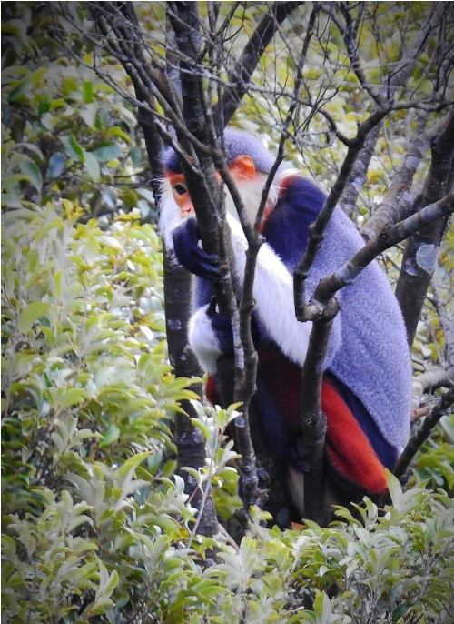 Ngam nhung chu Vooc cha va chan nau hiem thay tai Vuon quoc gia Bach Ma-Hinh-7