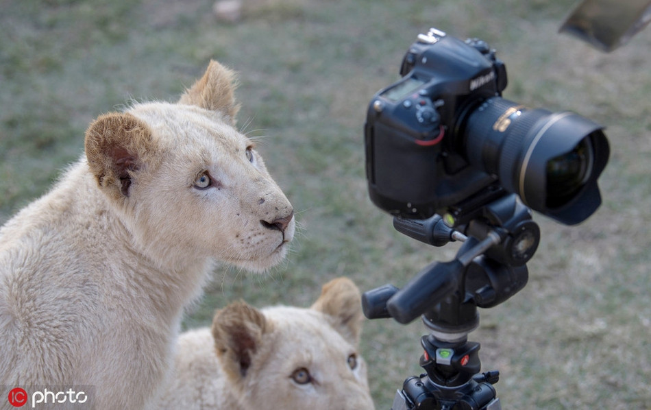 Theo Jihad, anh đã chụp ảnh động vật hoang dã trong suốt 20 năm qua và có vô số kinh nghiệm. Anh cũng có thể bảo vệ mình an toàn trước những con sư tử khi tiếp xúc gần. Tuy nhiên máy ảnh của anh có vẻ không may mắn như vậy.