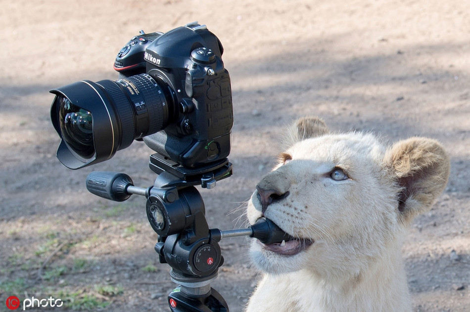 Thấy thế, nhiếp ảnh gia Jihad vội lùi ra xa, để lại chiếc máy ảnh và quan sát xem chuyện gì xảy ra.