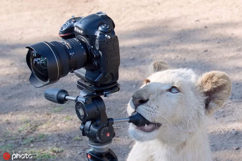 Thấy thế, nhiếp ảnh gia Jihad vội lùi ra xa, để lại chiếc máy ảnh và quan sát xem chuyện gì xảy ra.