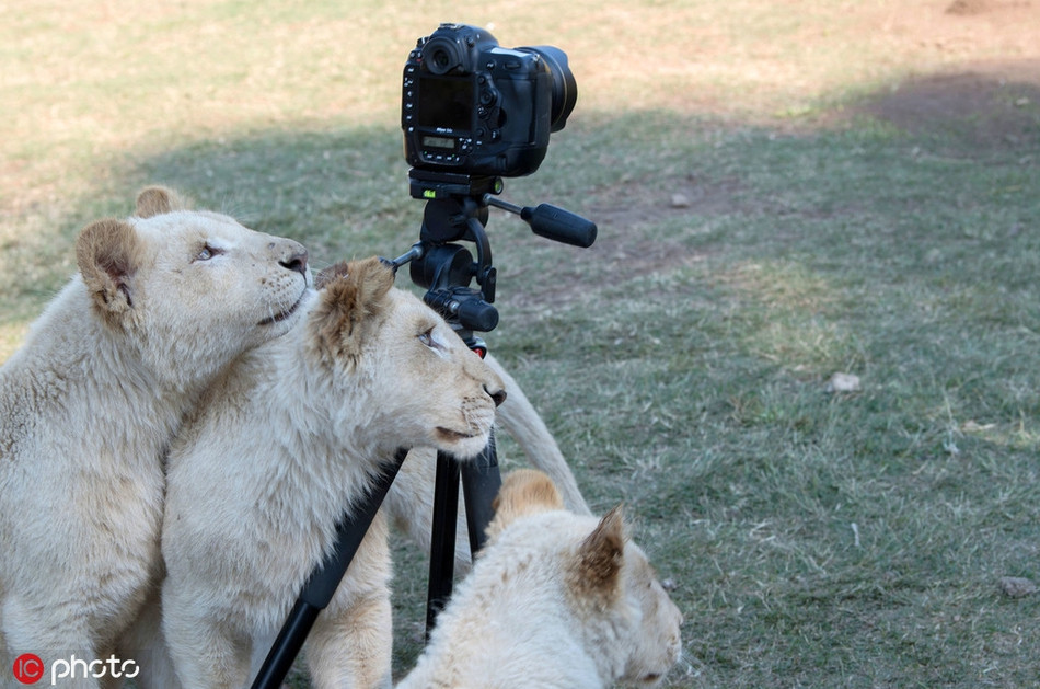 Chúng cũng điều chỉnh độ cao, ống ngắm, ghé sát mặt vào màn hình, ấn nút chụp và vòng ra phía sau để xem thành quả của mình.