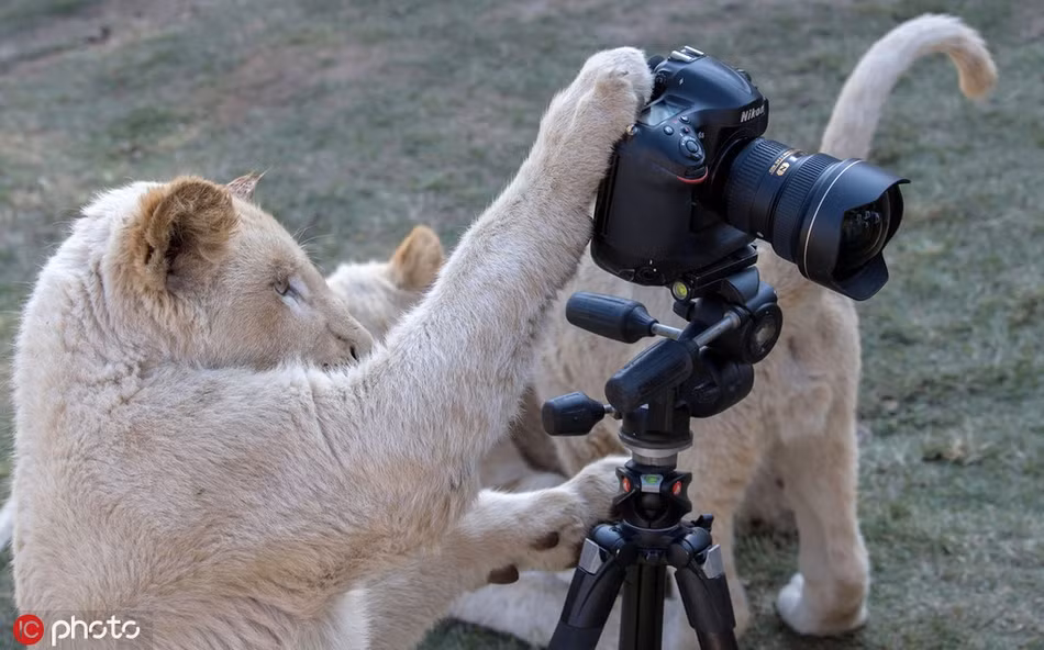 Khi tiếp xúc với chiếc máy ảnh, những con sư tử gần như lặp lại mọi hành động của nhiếp ảnh gia Jihad đã làm.