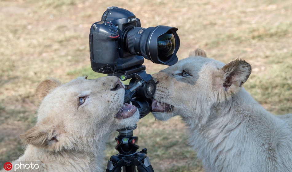 Sau khi sư tử tập tọe làm nhiếp ảnh gia, chúng có vẻ phát ngán với trò chụp ảnh đòi hỏi sự kiên nhẫn và khéo léo. Chúng chuyển sang coi chiếc máy ảnh như đồ chơi để gặm, cắn, khiến nhiếp ảnh gia Jihad không khỏi xót xa.
