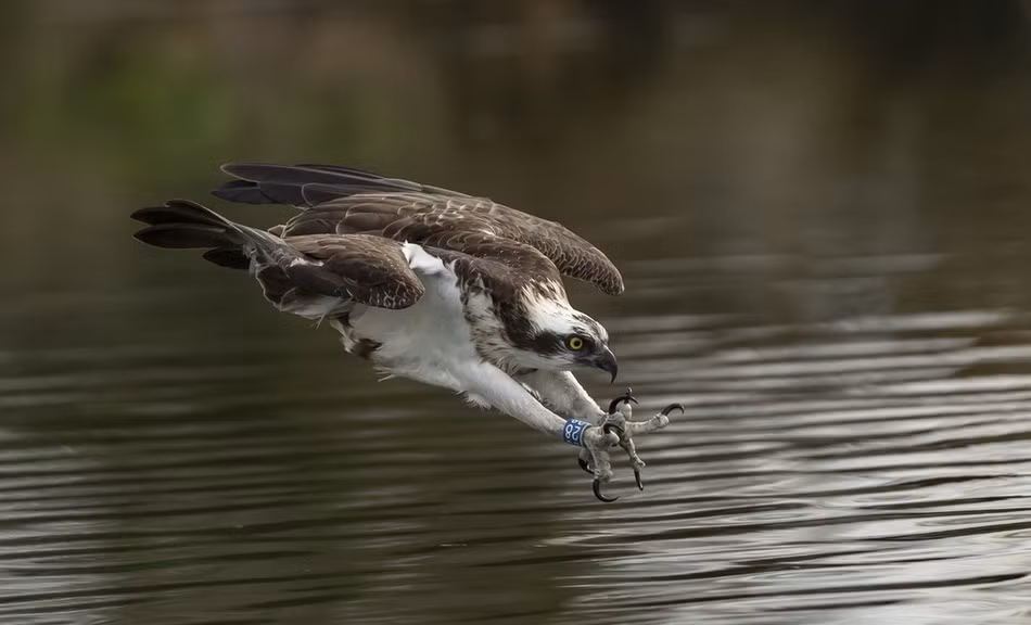 Các ngón ở chân của ó cá dài bằng nhau, xương cổ chân có dạng lưới, còn móng vuốt lại tròn thay vì có rãnh. Ó cá và cú là các loài săn mồi duy nhất mà ngón chân cái của chúng lại ở bên ngoài, ngược lại so với các loài chim săn mồi khác (thường thì ngón cái ở phía bên trong), cho phép chúng có thể bắt được con mồi với hai ngón trước và hai ngón sau. Điều này đặc biệt có ích khi bắt các loài cá trơn trượt.