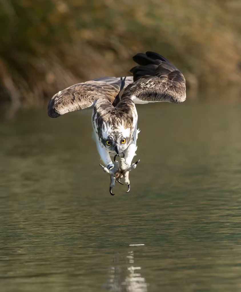 Đến khi bay lên, trong vuốt của chim ưng biển đã có một con cá hồi tươi ngon, béo mập cho bữa tối của mình.
