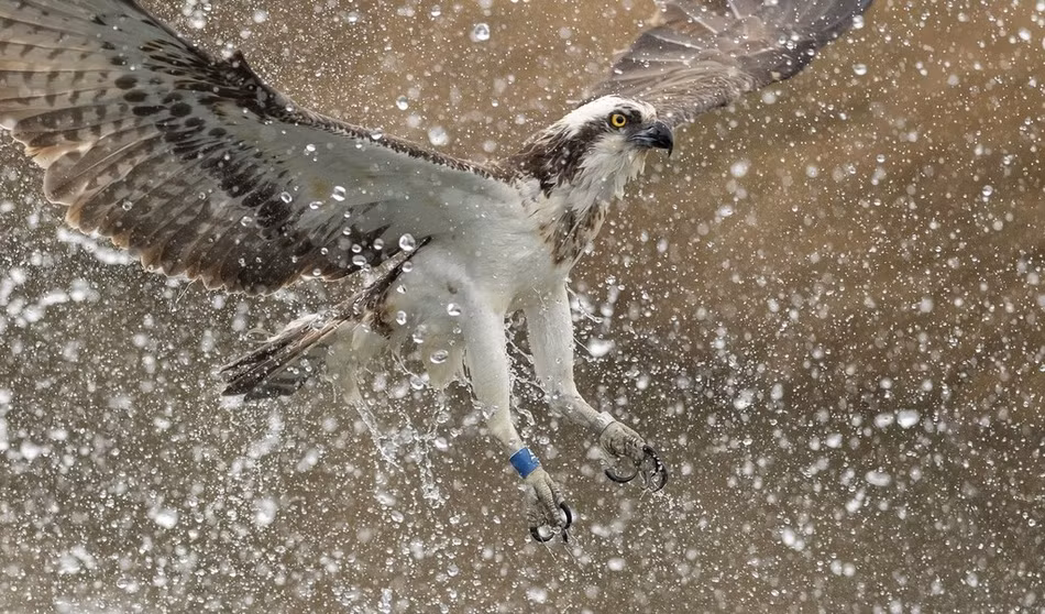 Chúng có các đặc điểm vật lý và hành vi rất đặc biệt giúp chúng có thể săn và bắt con mồi. Do các đặc điểm độc đáo này, nên nó được phân loại vào một chi riêng, chi Pandion duy nhất của họ Pandionidae.