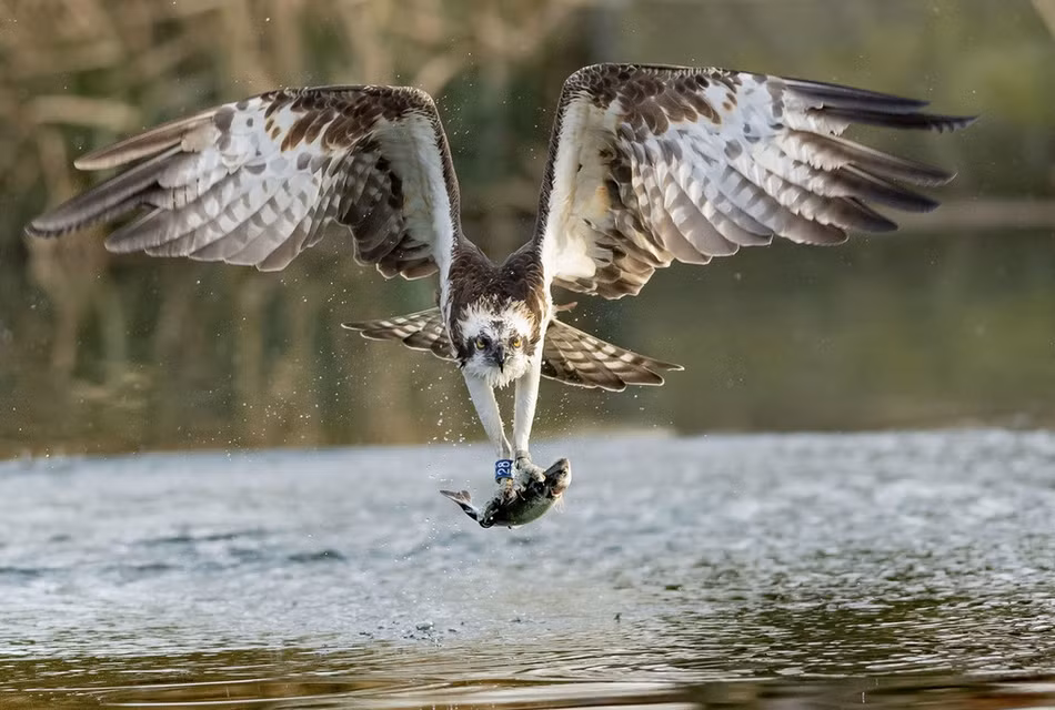 Mới đây, nhiếp ảnh gia động vật hoang dã Gary Jones, 52 tuổi đã chụp được những hình ảnh ấn tượng khi chim ưng biển săn mồi cực chuẩn xác ở Rutland, Leics, Anh.