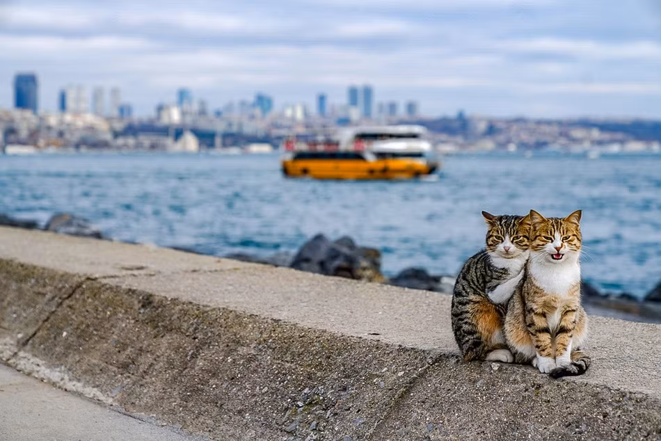 Nhiều người sau khi xem những hình ảnh của cặp mèo lang thang không khỏi thích thú và cho rằng, mặc dù cuộc sống của những con mèo có thể thiếu thốn về vật chất, thế nhưng nhìn chúng vẫn rất hạnh phúc, thực sự đáng ghen tị.