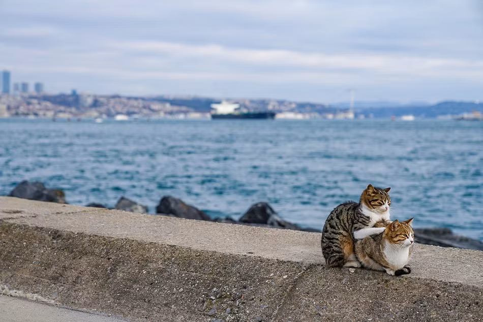 Mới đây, trong khi đi du lịch, nhiếp ảnh gia Orin Louis đã chụp được những hình ảnh ấm áp, ngọt ngào về một cặp mèo lang thang ở bến cảng Istanbul, Thổ Nhĩ Kỳ.
