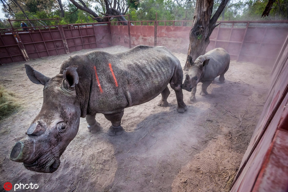 Chúng phải chịu những vết thương đau đớn cực độ do lòng tham của con người.