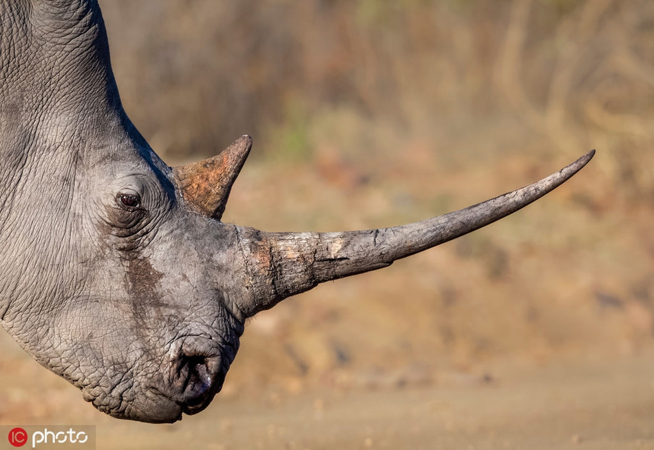 Những chiếc sừng nhọn trước kia của chúng giờ chỉ còn lại là những vết sẹo. Vô cùng đau lòng.