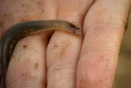 Loai ca nho tuong vo hai la am anh kinh hoang voi dan ong