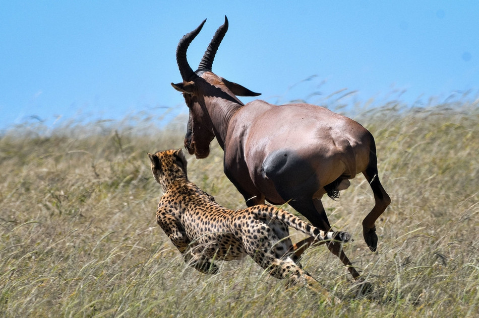 Theo nhiếp ảnh gia Elmar, con linh dương trưởng thành này bị báo đốm tập kích và truy đuổi rất gắt gao.