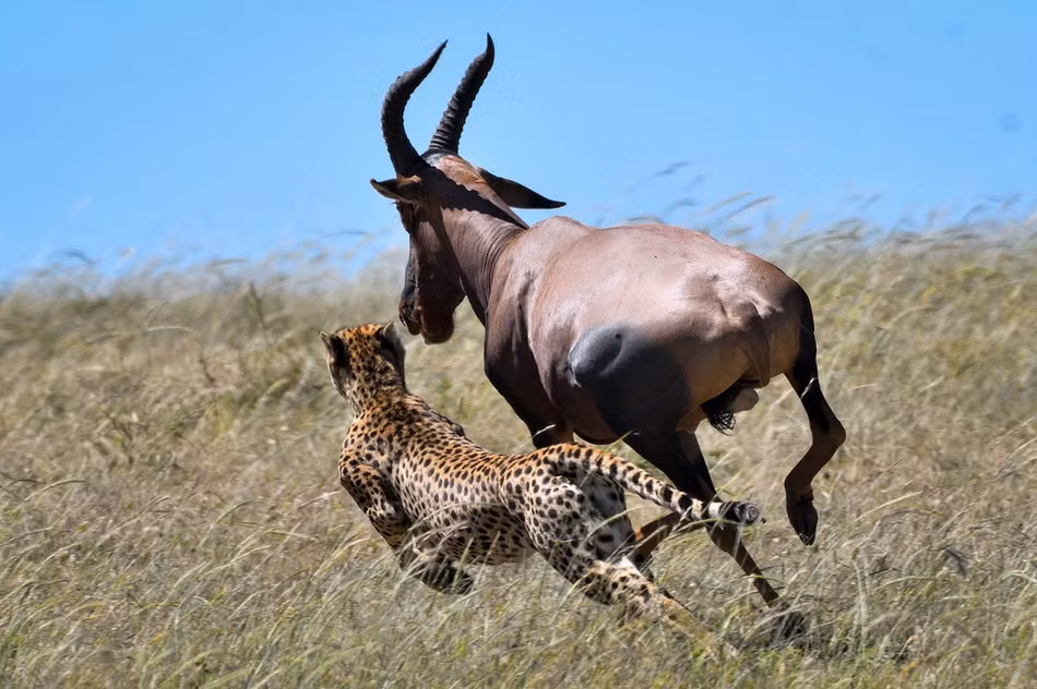 Theo nhiếp ảnh gia Elmar, con linh dương trưởng thành này bị báo đốm tập kích và truy đuổi rất gắt gao.