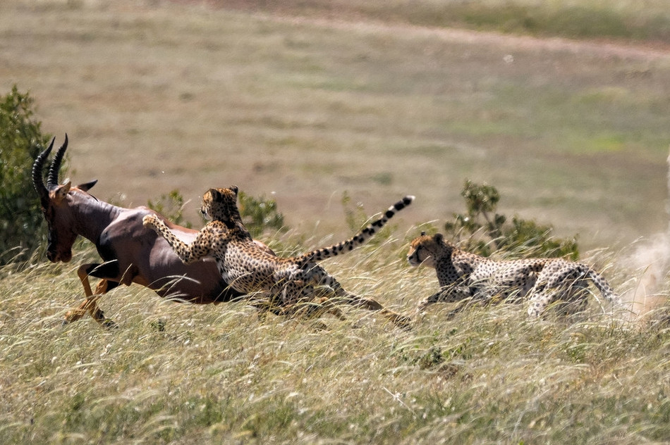 Vào thời khắc sinh tử, linh dương chỉ biết liều mạng chạy trốn, cố gắng hết sức để thoát khỏi móng vuốt tử thần của báo đốm.