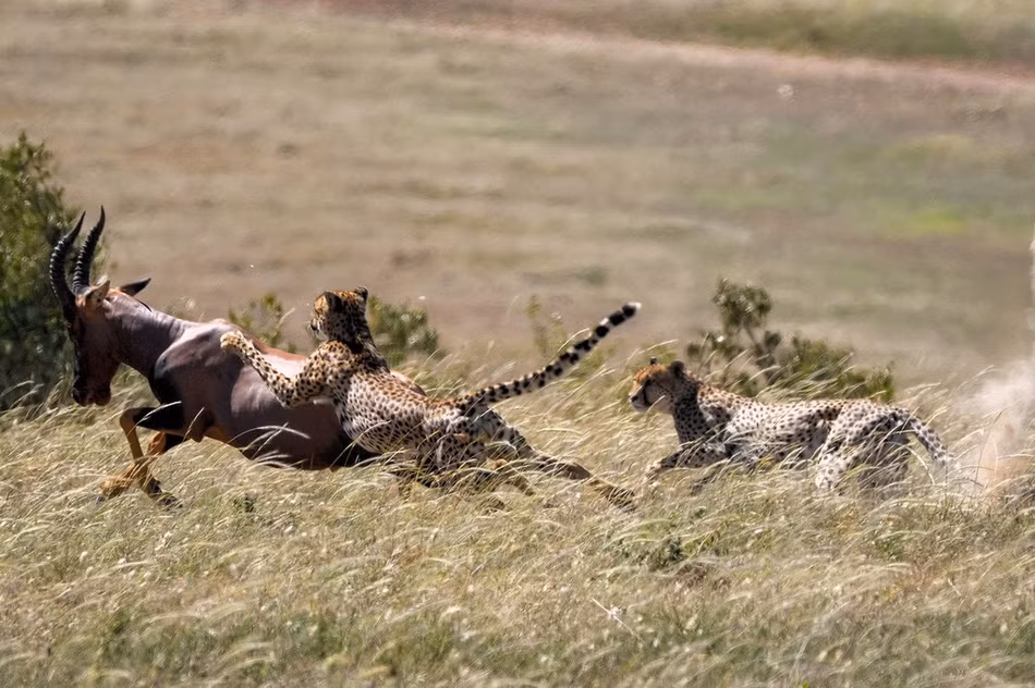 Vào thời khắc sinh tử, linh dương chỉ biết liều mạng chạy trốn, cố gắng hết sức để thoát khỏi móng vuốt tử thần của báo đốm.