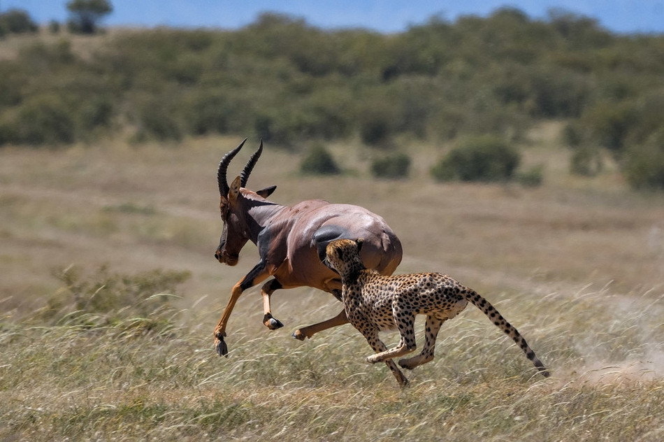Theo tìm hiểu, mặc dù đi săn đơn độc nhưng tỷ lệ đi săn thành công của báo đốm khá cao. Nó hoàn toàn có khả năng săn giết con mồi có kích thước vượt trội.