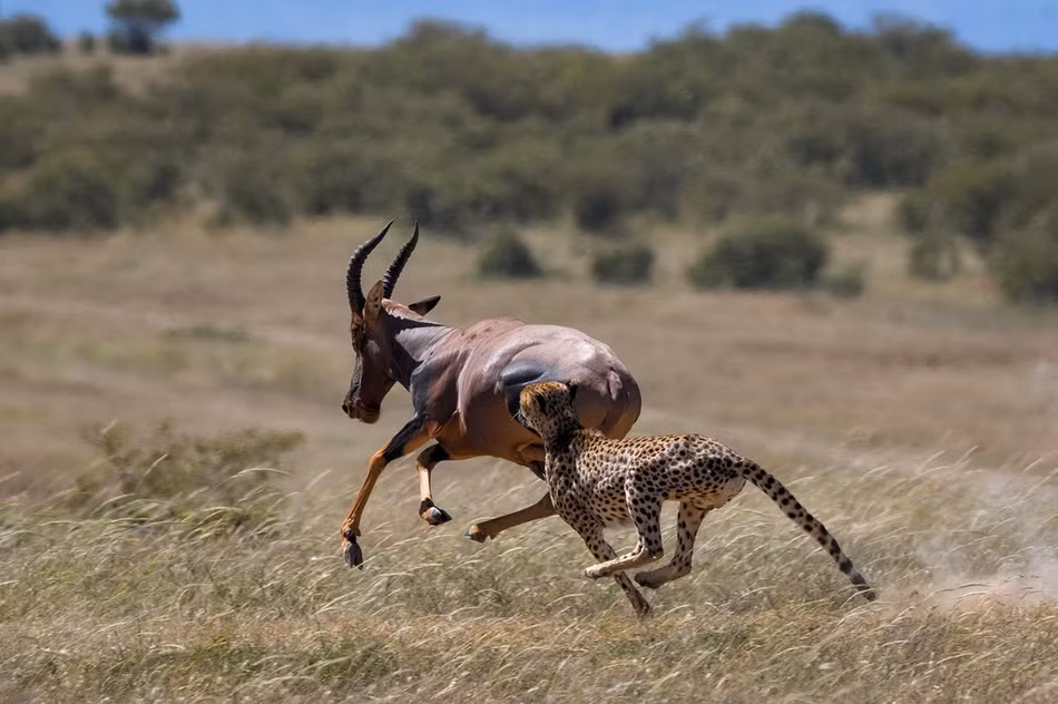 Theo tìm hiểu, mặc dù đi săn đơn độc nhưng tỷ lệ đi săn thành công của báo đốm khá cao. Nó hoàn toàn có khả năng săn giết con mồi có kích thước vượt trội.
