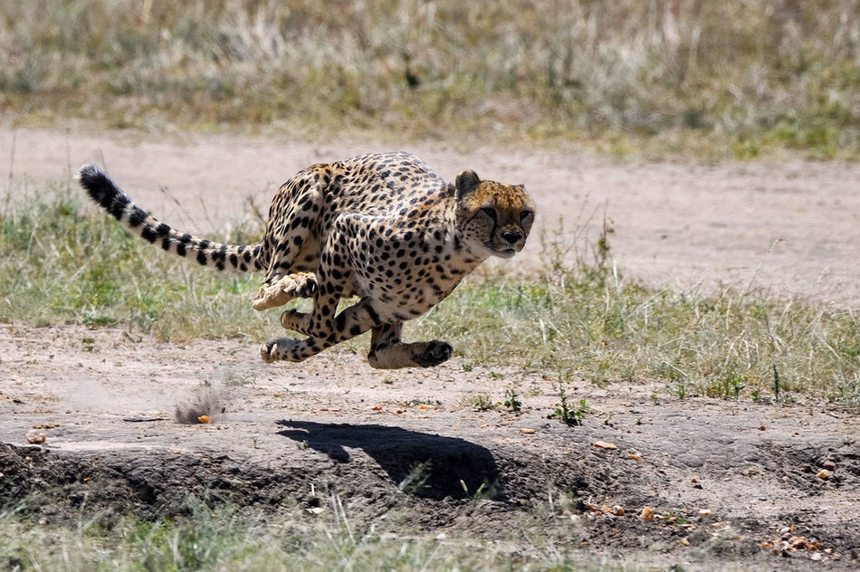 Về phần báo đốm, mặc dù để xổng con mồi thế nhưng nó vẫn chứng minh được khả năng và tốc độ của mình. Con linh dương thoát khỏi báo đốm lần này thực sự là nhờ vào may mắn khá lớn.