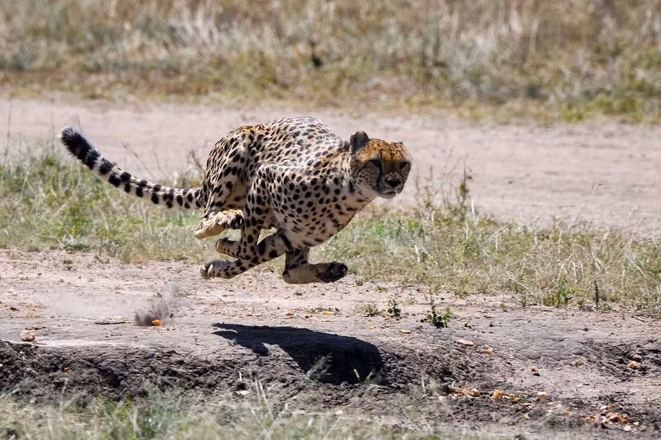 Về phần báo đốm, mặc dù để xổng con mồi thế nhưng nó vẫn chứng minh được khả năng và tốc độ của mình. Con linh dương thoát khỏi báo đốm lần này thực sự là nhờ vào may mắn khá lớn.