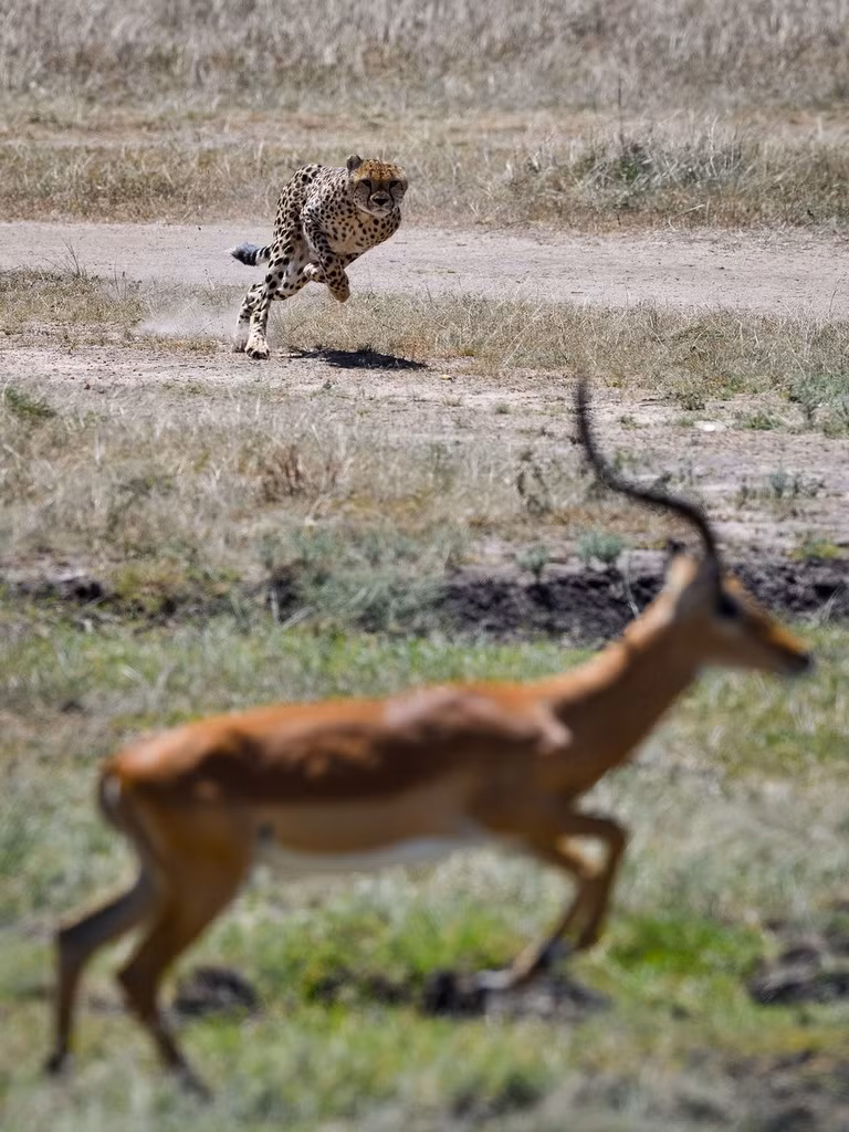 Trong lúc đó, có một lần linh dương bị báo đốm chạy vượt quá, suýt chút nữa đã bị báo đốm vồ trúng, bắt được.