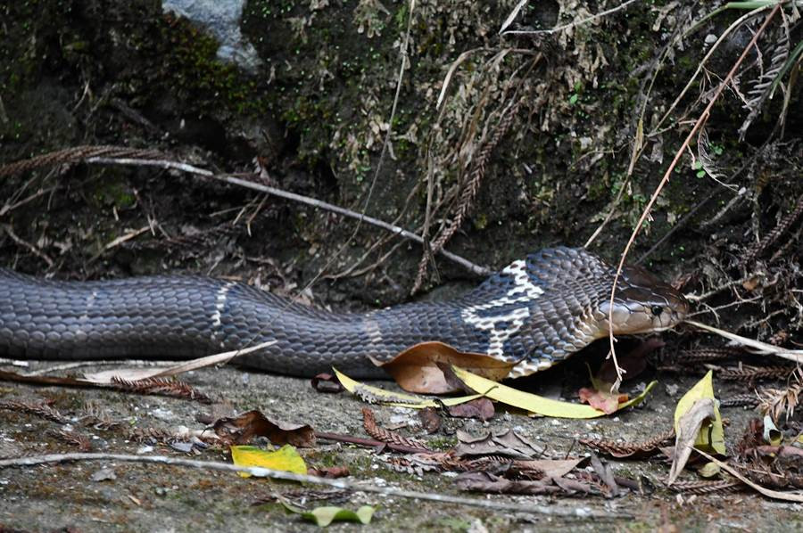 Hai hung phat hien ran ho mang chua nhin cham cham-Hinh-2