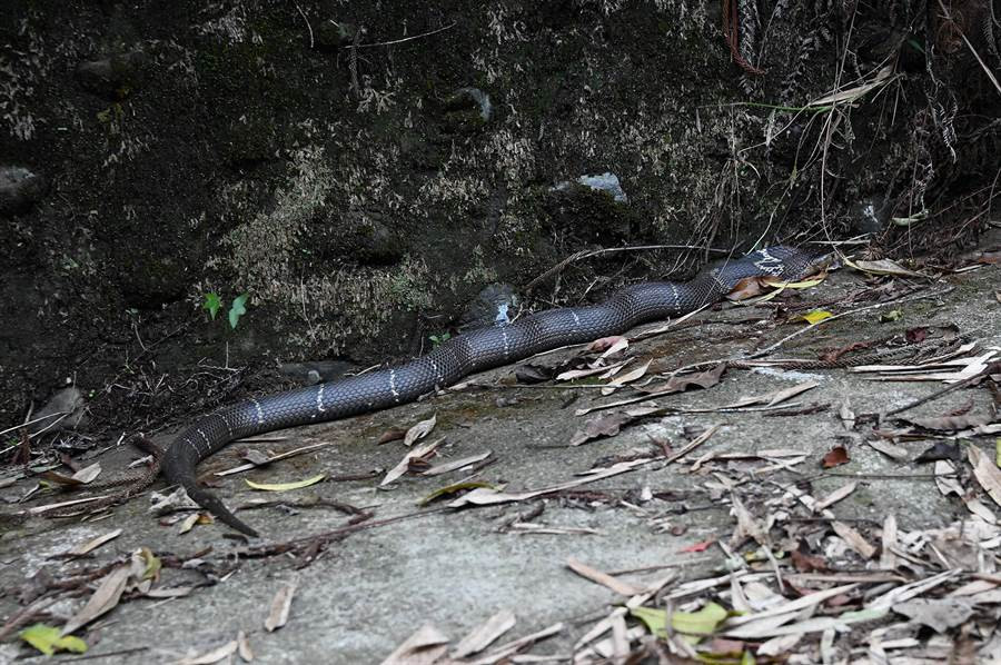 Hai hung phat hien ran ho mang chua nhin cham cham-Hinh-4