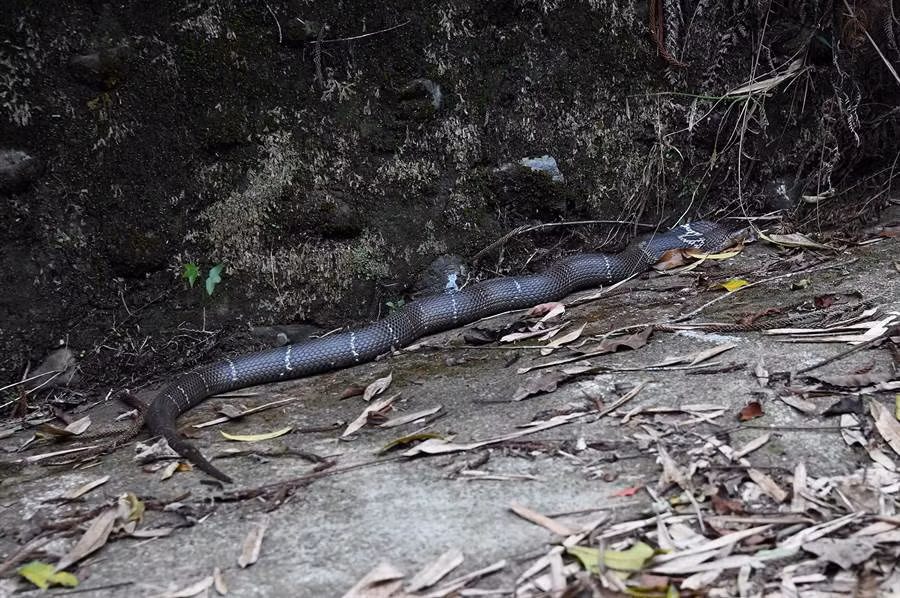 Hai hung phat hien ran ho mang chua nhin cham cham-Hinh-4