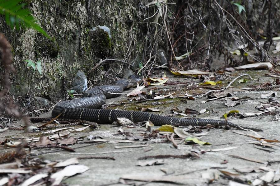 Hai hung phat hien ran ho mang chua nhin cham cham-Hinh-3