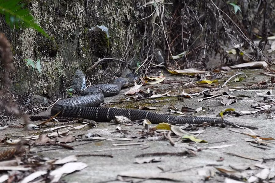 Hai hung phat hien ran ho mang chua nhin cham cham-Hinh-3