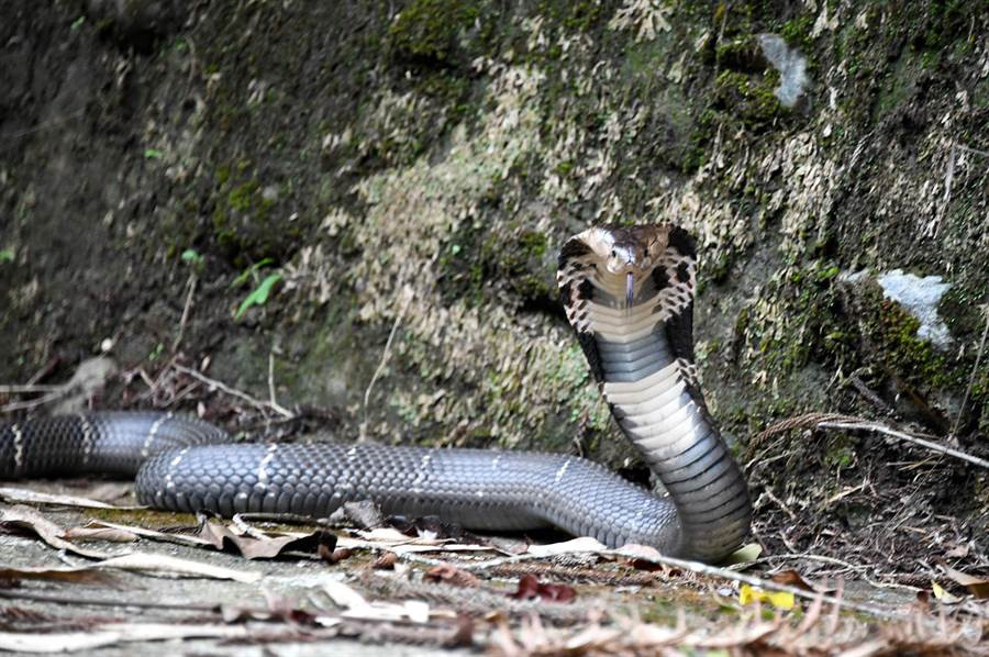 Hai hung phat hien ran ho mang chua nhin cham cham