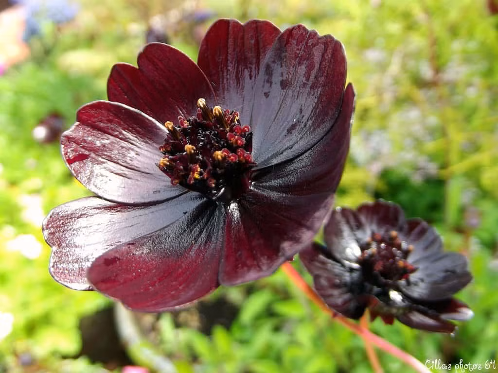 Hoa vũ trụ sô cô la, một loài hoa chỉ có thể tìm thấy ở Mexico và được cho là tuyệt chủng trong suốt 100 năm qua. Tuy nhiên, hiện tại loài hoa này đã được khôi phục và trở nên phổ biến hơn.