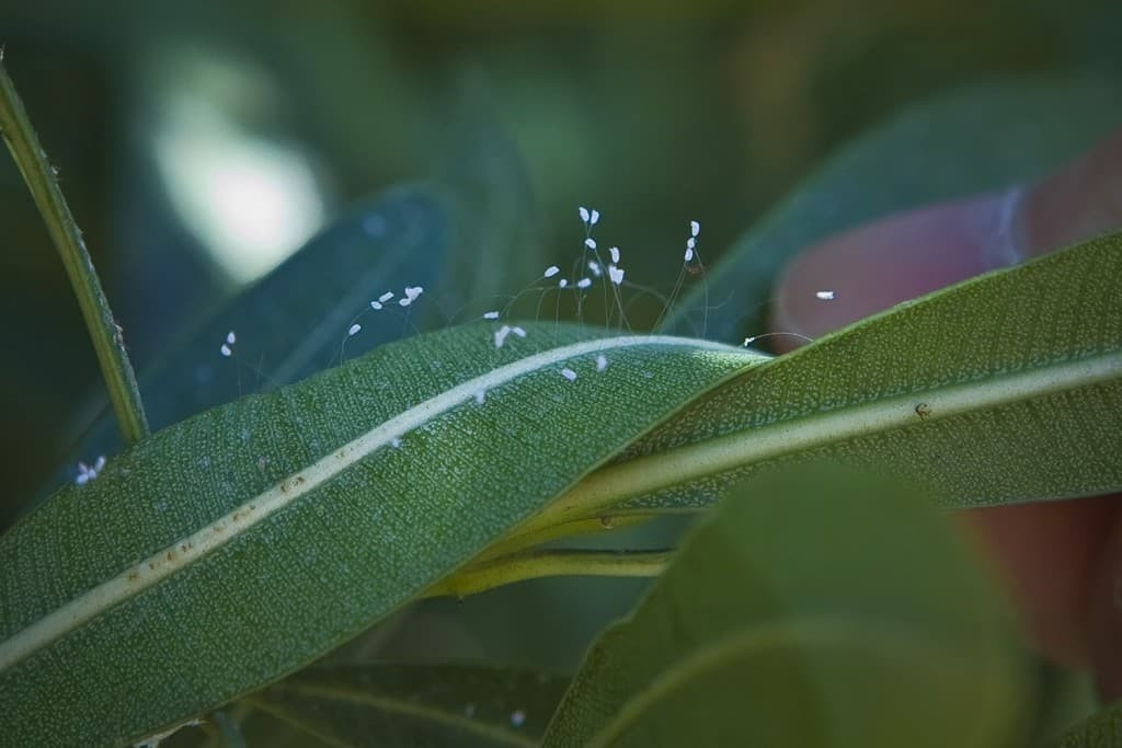 Hoa ưu đàm, loài hoa trong truyền thuyết nhà Phật. Đây được cho là loài hoa vô cùng hiếm, 3000 năm mới nở một lần. Nó khá thơm và có màu trắng tinh khiết.