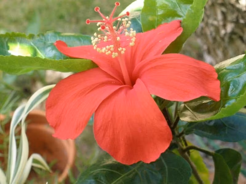 Kokia cookei là một loài hoa thực sự quý hiếm, được tìm thấy ở Hawaii. Nó được phát hiện lần đầu tiên vào năm 1860 nhưng được chứng minh là quá khó đến nhân giống. Năm 1950, loài hoa này được cộng đồng khoa học coi là đã tuyệt chủng thế nhưng may mắn thay, một nhánh đã được cứu và bắt đầu nở hoa lần nữa.