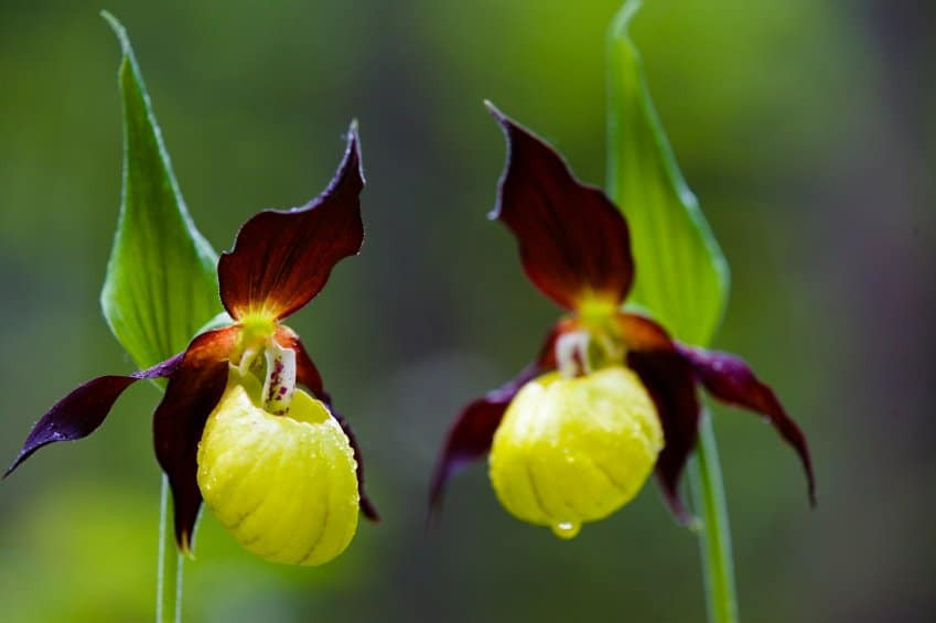 Hoa lan kỳ lạ Cypripedium calceolus một loại phong lan hoang dã quý hiếm được tìm thấy ở Anh. Đặc biệt, loài lan quý hiếm này chỉ tìm thấy duy nhất ở sân golf, được cả cảnh sát bảo vệ.