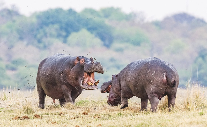 Cuối cùng con hà mã mới tới bị đánh bại, bị ép phải quay về trầm mình xuống nước, len lén cách xa những con hà mã cái.