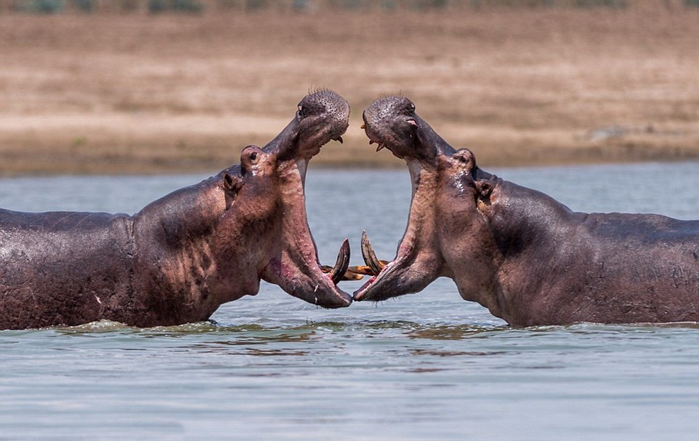 Dù có hai đôi chân ngắn và thân hình bè bè, chúng lại có thể dễ dàng chạy nhanh hơn con người. Chúng đã được ghi nhận với tốc độ 30 km/h (19 mph) ở những khoảng cách ngắn.